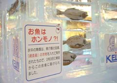 氷像・魚のアップ 氷像・魚のアップ