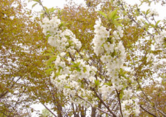 �G�]���}�U�N���H4