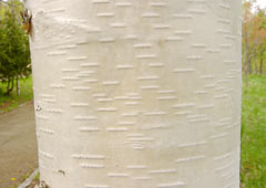 �����̎���