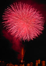 �E�C���O�x�C���M�̉ԉ�10