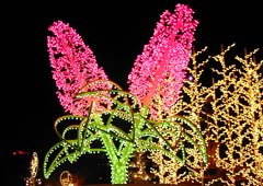 大通り公園のイルミネーション3 大通り公園のイルミネーション3