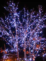 大通り公園のイルミネーション5 大通り公園のイルミネーション5