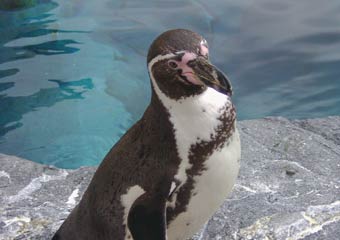 ぺんぎん館・フンボルトペンギン ぺんぎん館・フンボルトペンギン