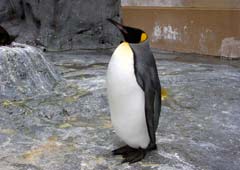 �؂񂬂�فE�L���O�y���M��