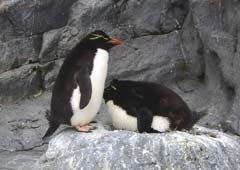 ぺんぎん館・イワトビペンギン ぺんぎん館・イワトビペンギン