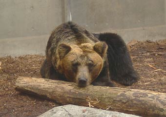 もうじゅう館・クマ もうじゅう館・クマ