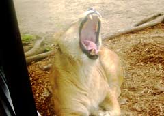 もうじゅう館・ライオン もうじゅう館・ライオン