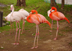 �ƂƂ�̑��E�t���~���S