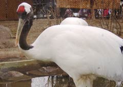 タンチョウ タンチョウ