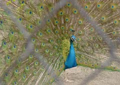 �L�W�ɁE�N�W���N1