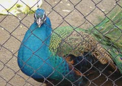 キジ舎・クジャク2 キジ舎・クジャク2