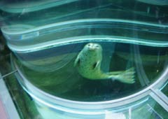 �����炵��3