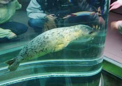 �����炵��4