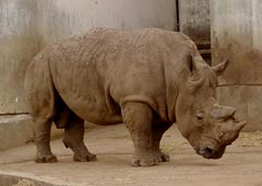 ���������ɁE�T�C