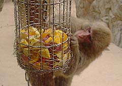 ����R�E�j�z���U��