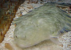 �����炵�فE�J���C