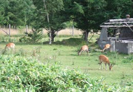 エゾシカ2 エゾシカ2