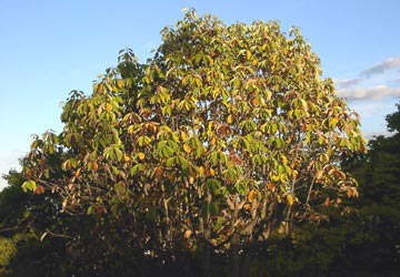 秋の小樽公園近辺1 秋の小樽公園近辺1