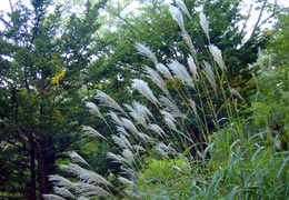 秋の小樽公園近辺3 秋の小樽公園近辺3