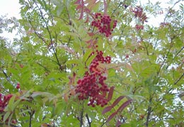 �H�̏��M�����ߕ�4