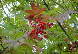 秋の小樽公園近辺5 秋の小樽公園近辺5