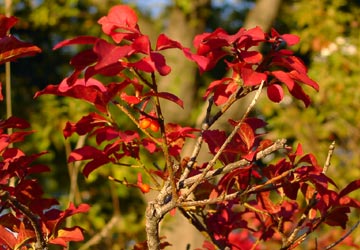 秋の小樽公園近辺6 秋の小樽公園近辺6