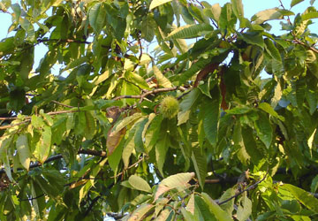 秋の小樽公園近辺9 秋の小樽公園近辺9