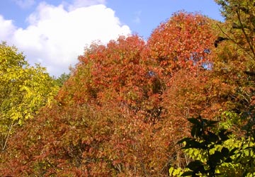 ���M�Ȃ��ڌ���1