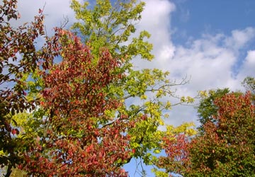 ���M�Ȃ��ڌ���2