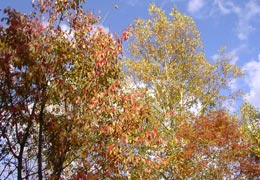 ���M�Ȃ��ڌ���4