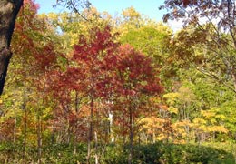 ���M�Ȃ��ڌ���5