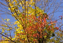 ���M�Ȃ��ڌ���6