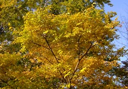 ���M�Ȃ��ڌ���7