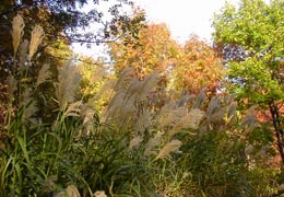 ���M�Ȃ��ڌ���9