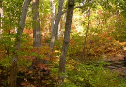 ���M�Ȃ��ڌ���11