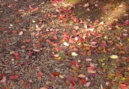 ���M�Ȃ��ڌ���12