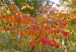 ���M�Ȃ��ڌ���13