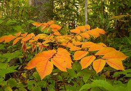 ���M�Ȃ��ڌ���14