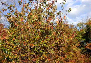 ���M�Ȃ��ڌ���15