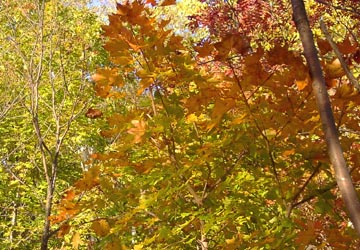 ���M�Ȃ��ڌ���16