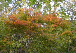 ���M�Ȃ��ڌ���17