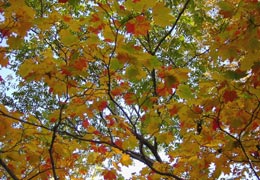 ���M�Ȃ��ڌ���18