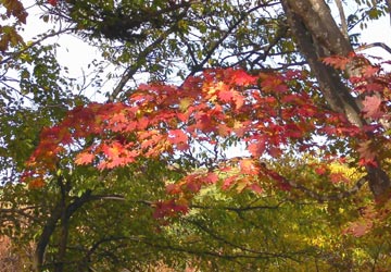 ���M�Ȃ��ڌ���19