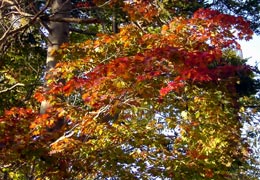 ���M�Ȃ��ڌ���20