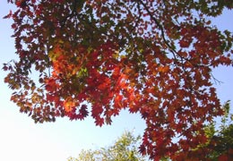 ���M�Ȃ��ڌ���21