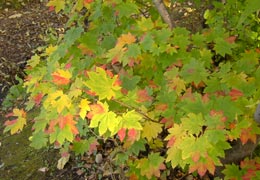 ���M�Ȃ��ڌ���22