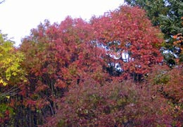 ���M�Ȃ��ڌ���24