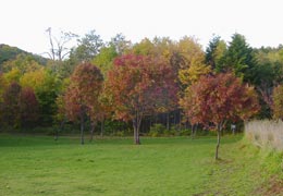 ���M�Ȃ��ڌ���27