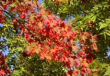 �R�@�E�����}���ٕt��1