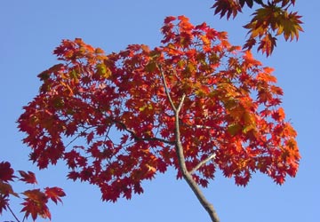 �R�@�E�����}���ٕt��2